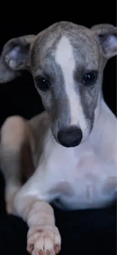 Filhote de galgo 