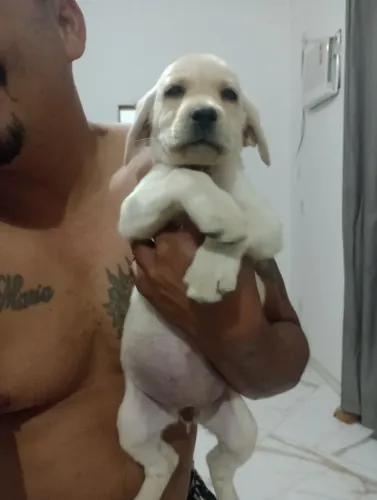 Labrador Retriever