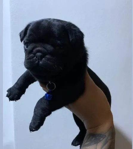 Pug promoção