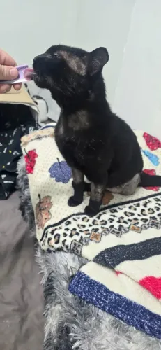 Gatinho preto para adoção responsável, castrado e vacinado (SP e ABC)