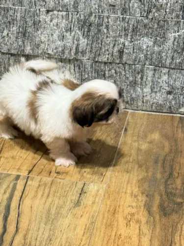 Shih Tzu charmoso demais