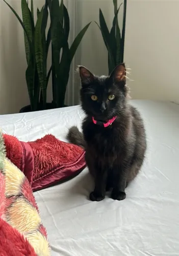 ADOÇÃO RESPONSÁVEL - GATINHA DE 5 MESES