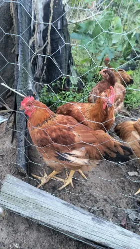 vendo frango caipira(caipirao)