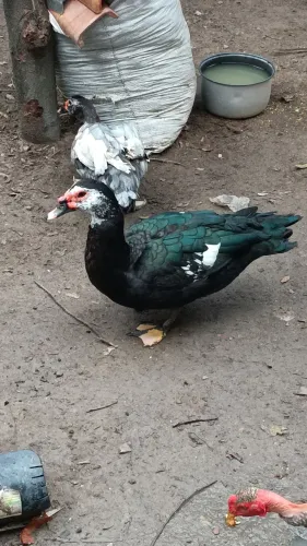Troco pato ? macho em pata fêmea ou vendo R$150