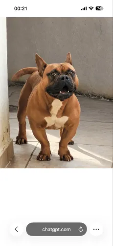 American Bully com pedigree doação