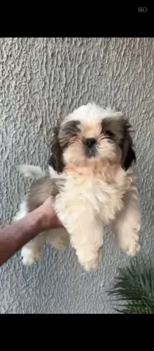 Shitzu macho