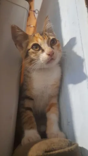 Adoção de gatinha filhote