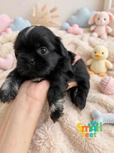 Filhote de Shih-tzu Macho