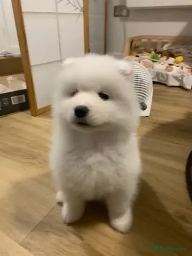 Filhote de cachorro Samoieda pelagem densa super dócil e saudável