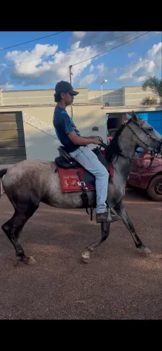 Égua genuína picada