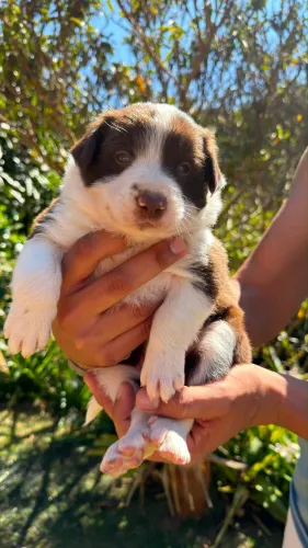 Filhote de Border collie 