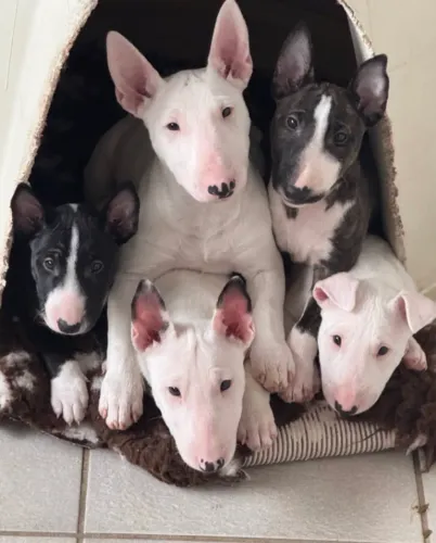 Bull Terrier,Bull Terrier Filhote Linda Linhagem Disponível