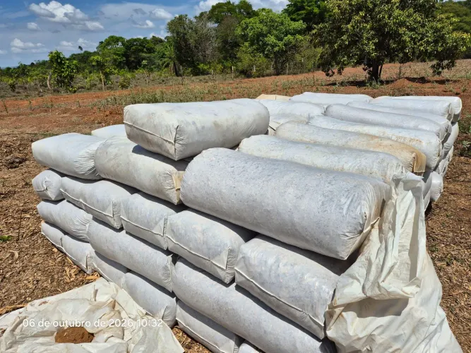 Silagem de milho verde integral ensacada