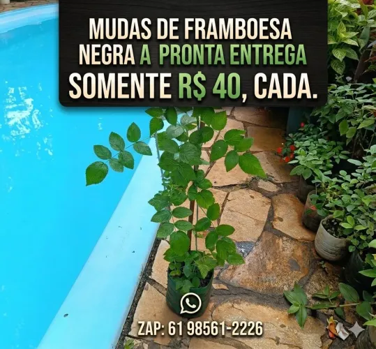 MUDAS DE FRAMBOESA NEGRA SOMENTE 40 CADA. ENTREGO