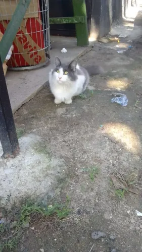 Gato Cinza e Branco para adoção - RJ