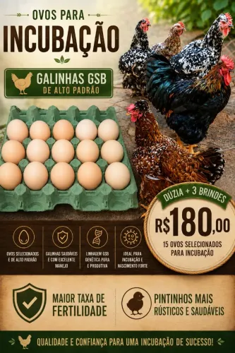 Ovos galados para incubação, aves pesadas e de alto padrão. 