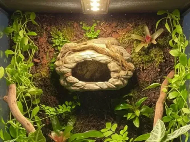 Toca para gecko