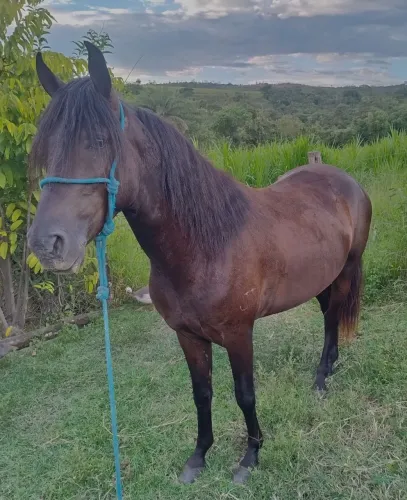 Cavalo mangalarga 