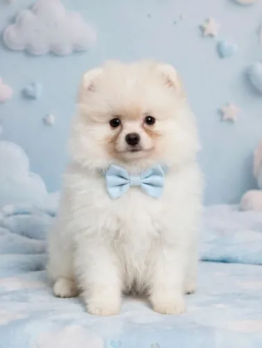 Spitz alemão anão macho 