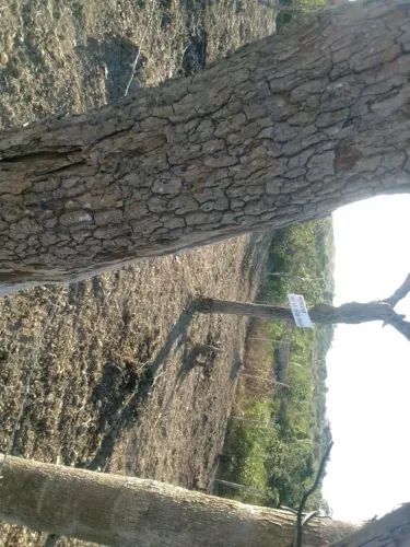 Terreno 10x17 à Venda na Ilha de Tairu - 170 m²