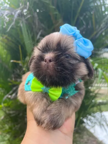 SHIH TZU MACHINHO CHOCOLATE