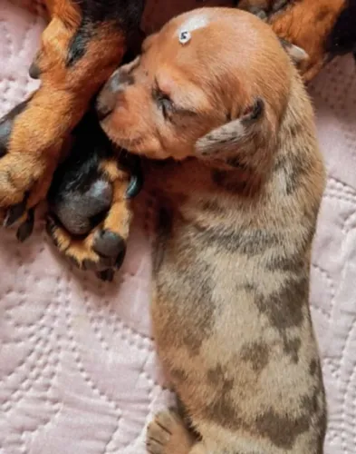 Basset daschund femea