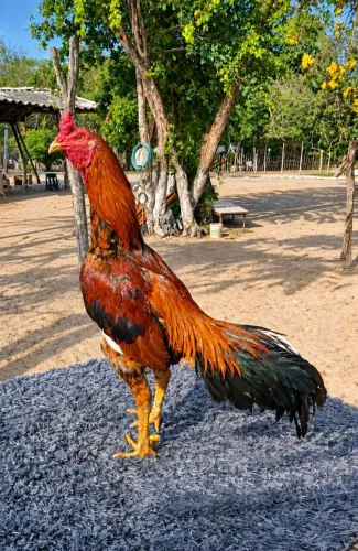 Venda de ovos galados e pintinho