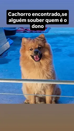 Estou Doando esse cachorro