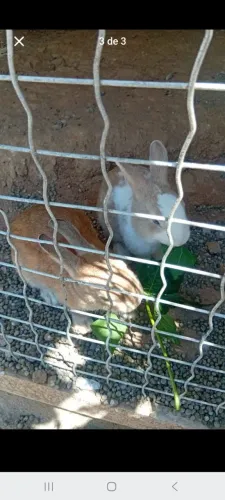 Vendo casal de coelhos