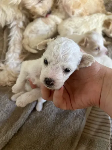 Filhote de poodle