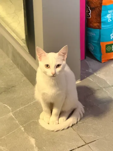 Doa-se gata já castrada 