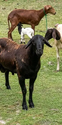 2 CARNEIROS E UMA OVELHA COM FILHOTE