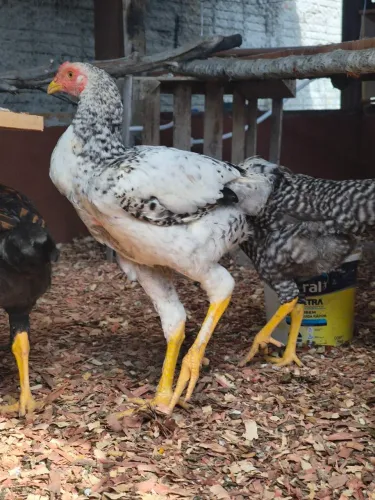Frango mestiço índio (Galo promissor)