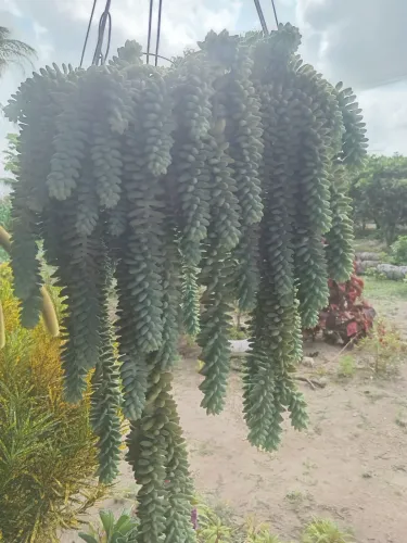 Plantas