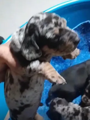 Basset teckel amor em quatro patas 