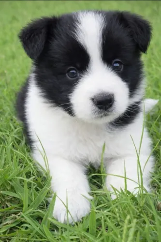 BORDER COLLIE PRETO E BRANCO TRADICIONAL