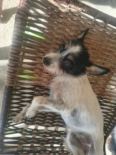 Doação de Pincher