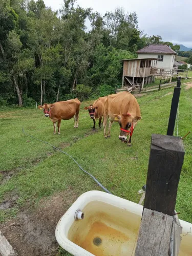 Vendo vacas 