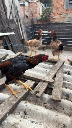 Frango índio 