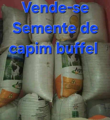 Semente de capim buffel