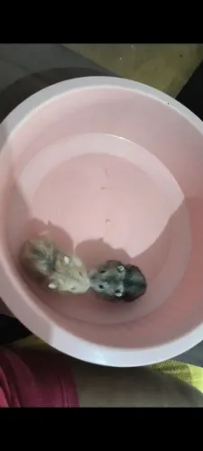 VENDO HAMSTER ANÃO RUSSO