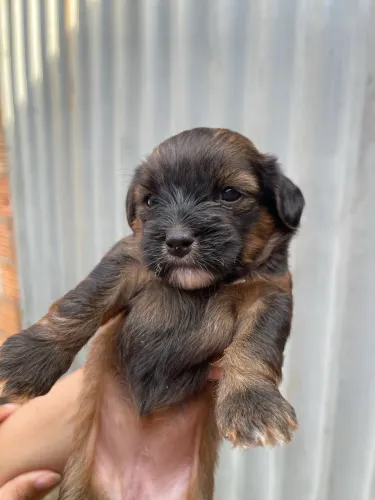 Vende se filhotes de shitzu e poodle