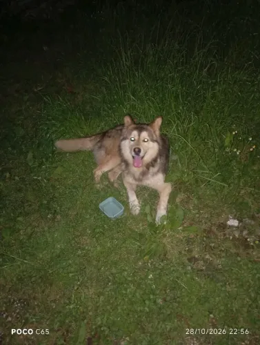 Vendo husker cachorro muito doceo