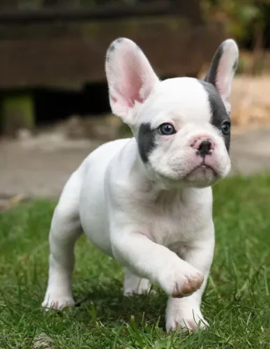 Bulldogue Francês - Esse Filhote Tem Tudo Para Te Encantar