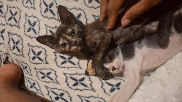 Gatinha tricolor 1 mês e meio