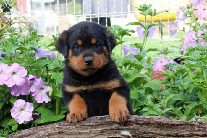 Cão de guarda rottweiler filhote