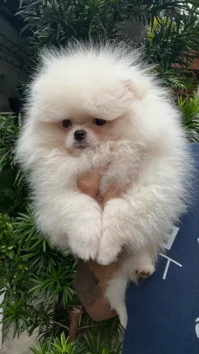 Lulu da pomerania anao