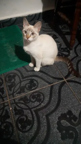 Doação de gatinhos filhotes