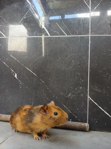 Vende-se Porquinha da Índia 