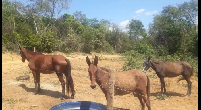 EGUA, POTRA E BURRO